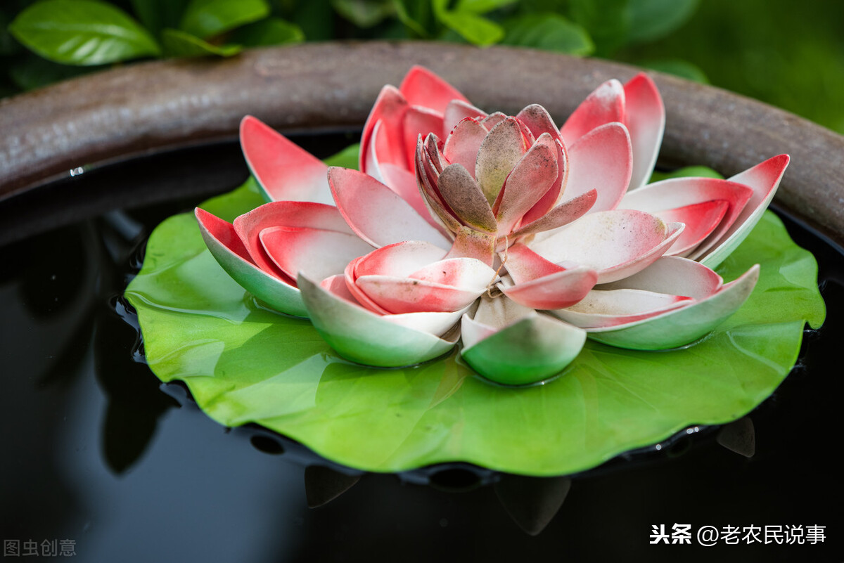 藕怎么種,
