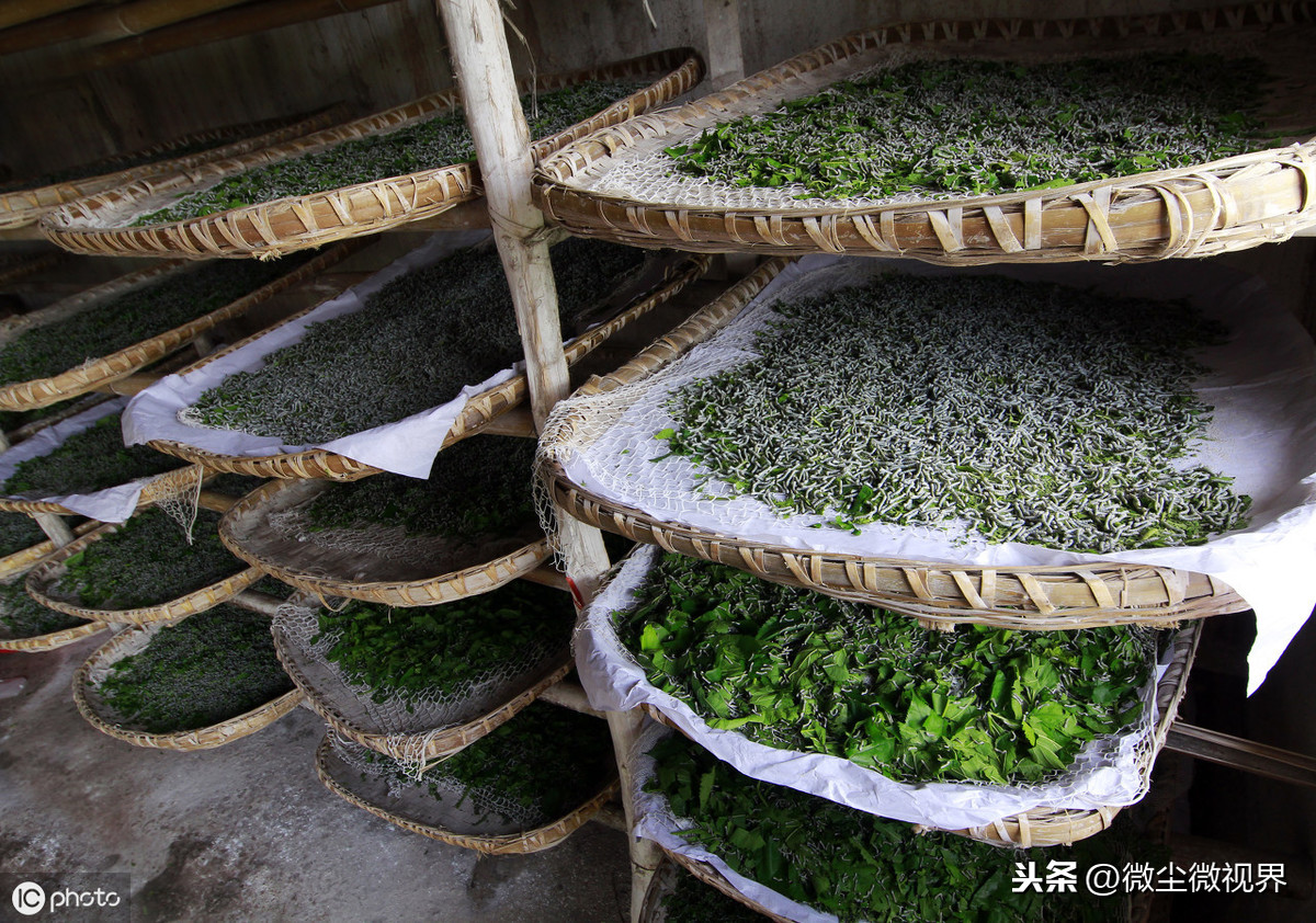 養(yǎng)蠶技術,養(yǎng)蠶技術大全視頻