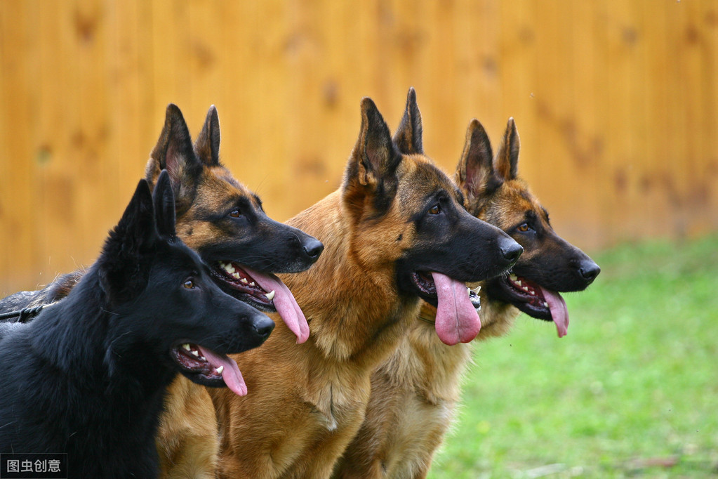 德牧多少钱（德国牧羊犬多少钱一只）