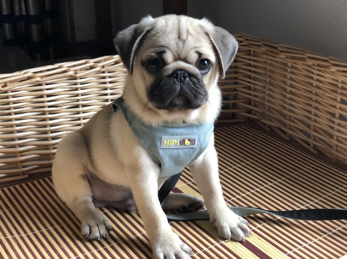 说巴哥犬难养的,却不知道有这些“好处”,养了没后悔过!