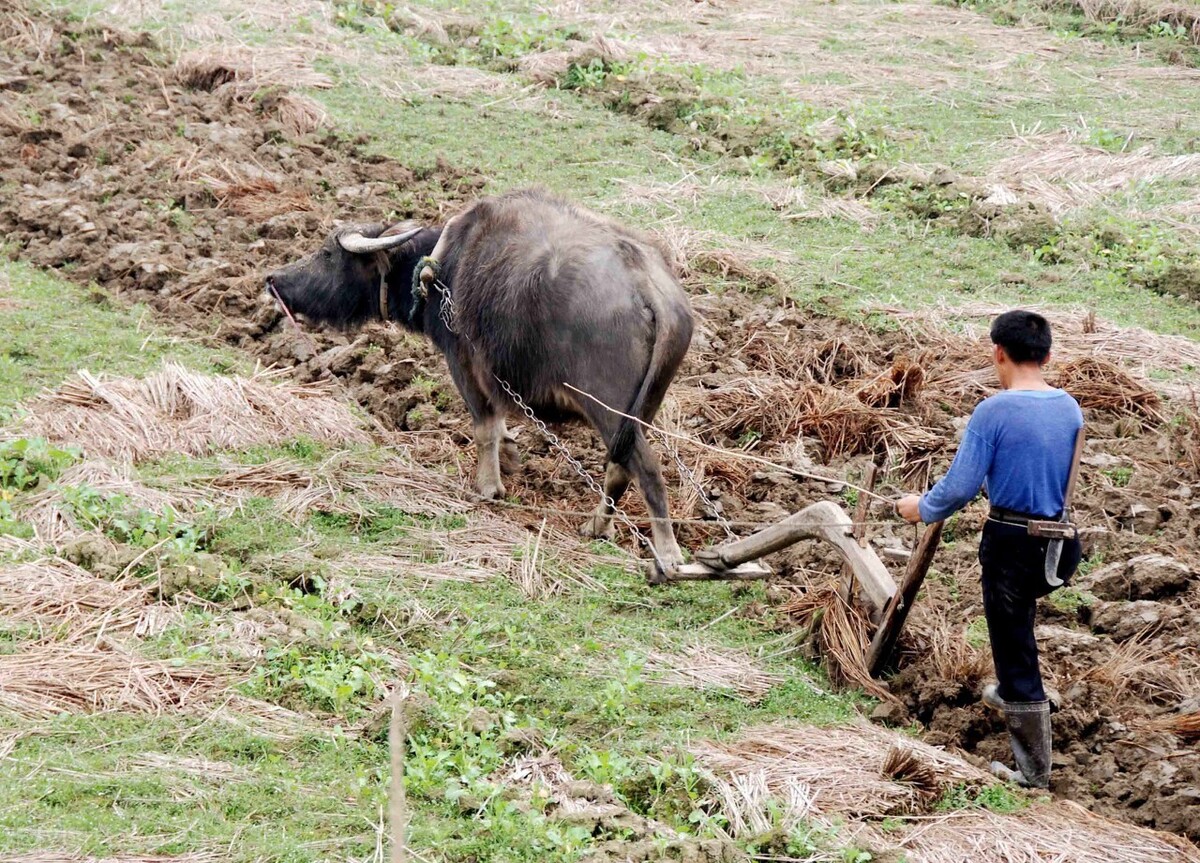 明年辛丑年，农村俗语“牛年无春，饿断人筋”，为啥有人说不对？