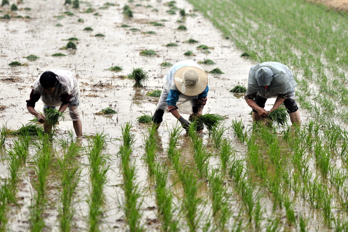 水稻的生长周期（3个关键时期保证水稻丰收）