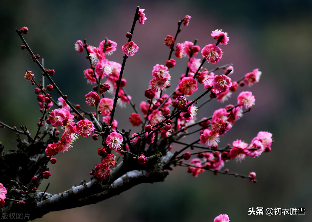 陆游慷慨爱国梅花诗三首，向来冰雪凝严地，直与天地争春回