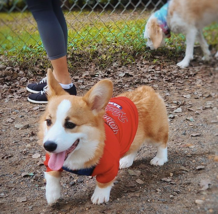 关于柯基犬的10条小秘密 知道五个以上的就是 老司基 了秘密1 柯基犬有三种类型秘密2 柯基是牧牛犬秘密3 柯基犬是世界上体型最小的农场工作犬 秘密4 柯基犬是小型犬秘密5 柯基犬是小短腿秘密6 柯基不是天生没尾巴秘密7 柯基犬是皇室爱犬秘密8 柯基犬差一点灭绝秘密