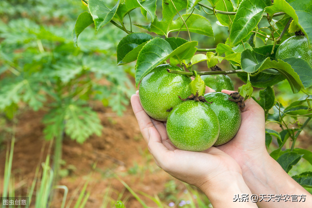 百香果种植技巧（手把手教你成为百香果的种植大师）