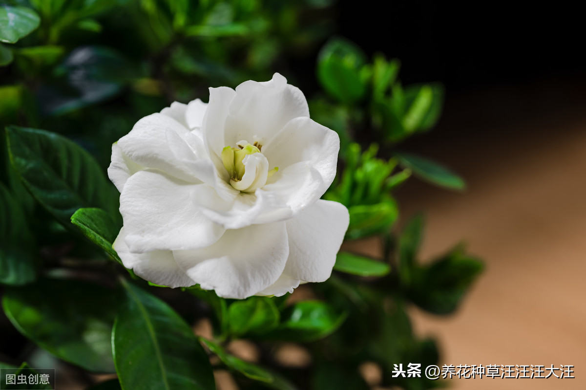 小葉梔子花與梔子花同為茜草科梔子屬的花卉植物,只是品種有所差別,從