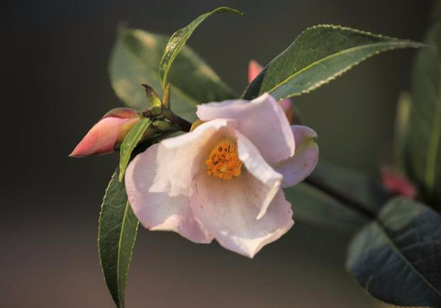 野生山茶花（两个细节教你采摘野生山茶花）