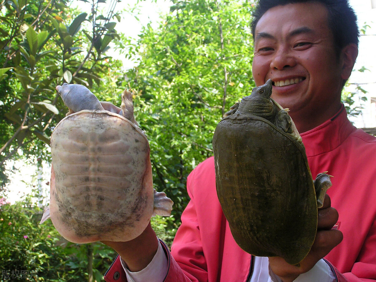 农村家庭喜欢收集老鳖盖儿，村里也时不时有人收，甲鱼壳有啥用？