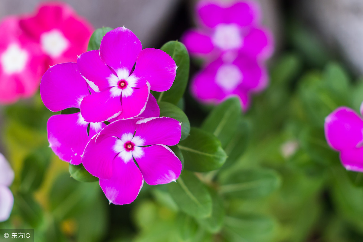 四季花常开的花卉有哪些？为你推荐几种颜值高的开花机器！