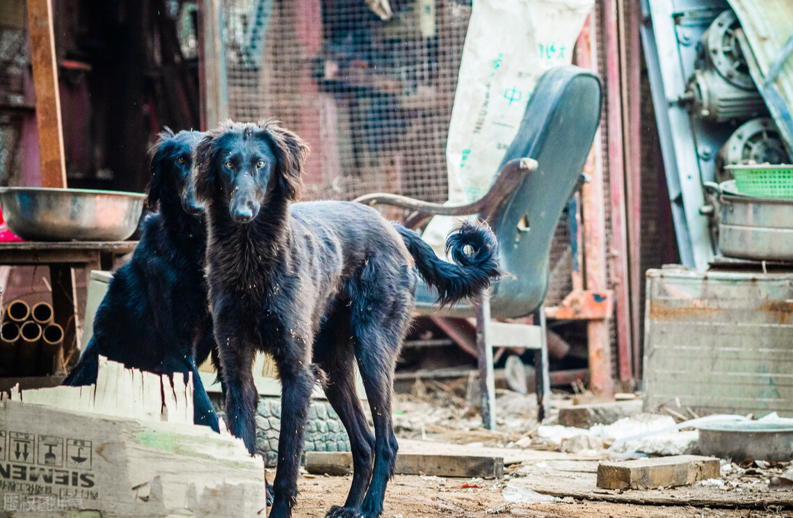 细犬为什么被禁养（国内没人养“细犬”当宠物原因揭晓）