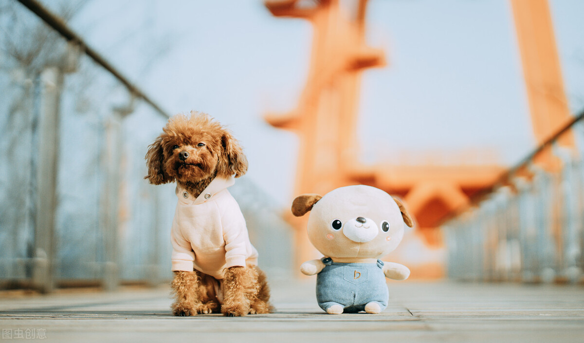 泰迪狗粮哪个牌子的品质好（泰迪成犬狗粮品质品排行榜）