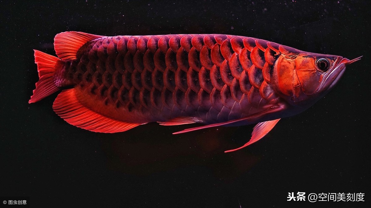 值得收藏，30种惊艳的热带观赏鱼，长得像精灵的却没人敢养