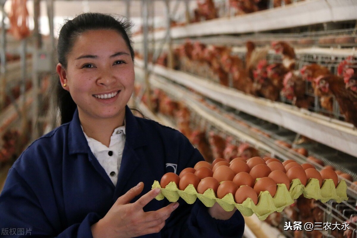 蛋鸡过料，吐水，鸡冠发白、倒，不敢上抗生素？其实好药就在身边