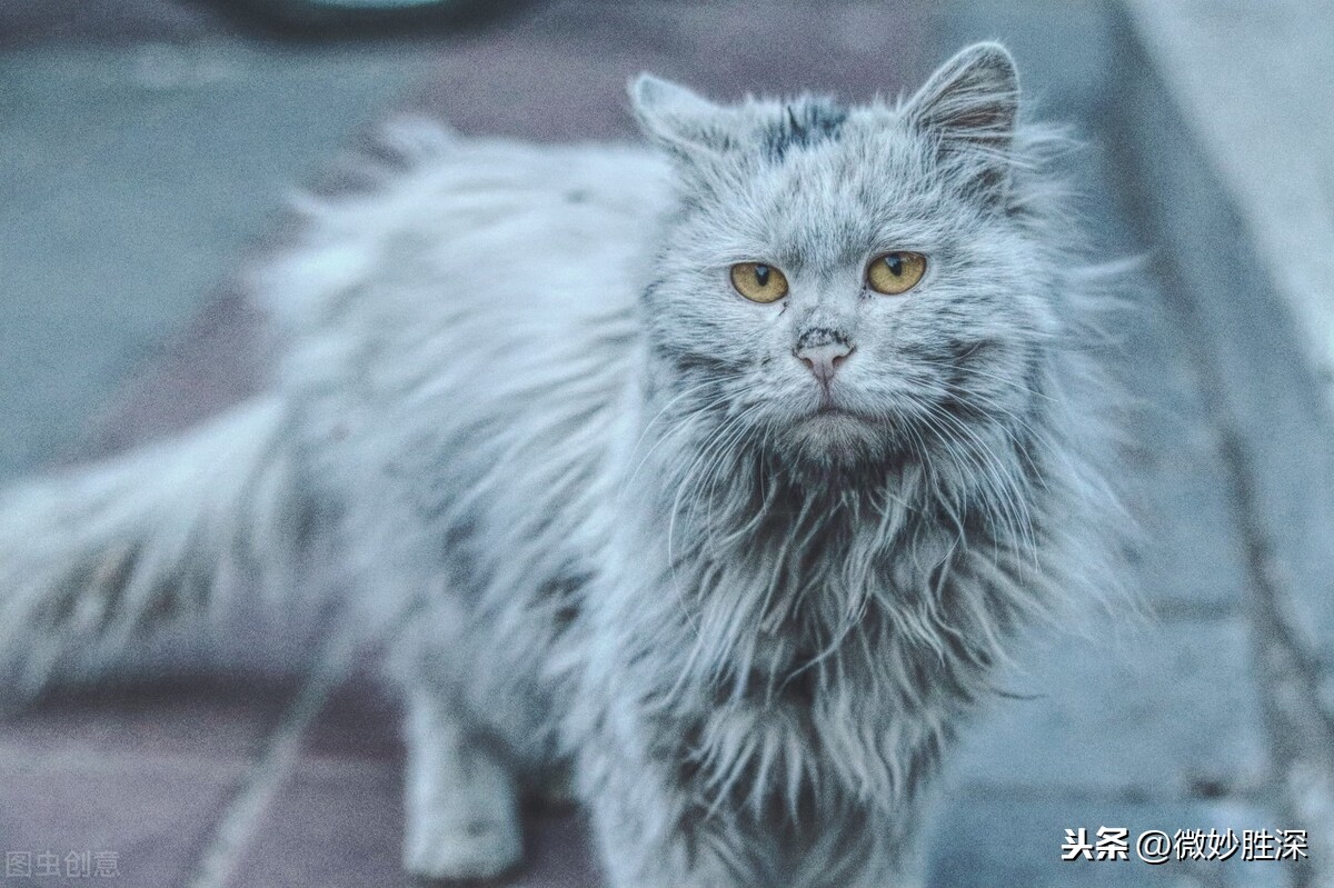 万物有灵——杀害动物遭惨报