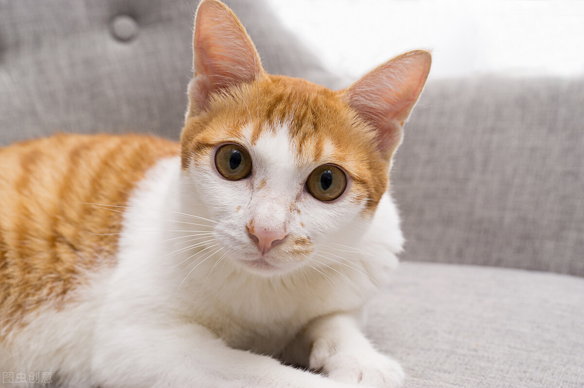 橘猫是什么品种（三分钟带你了解不同品种的橘猫）