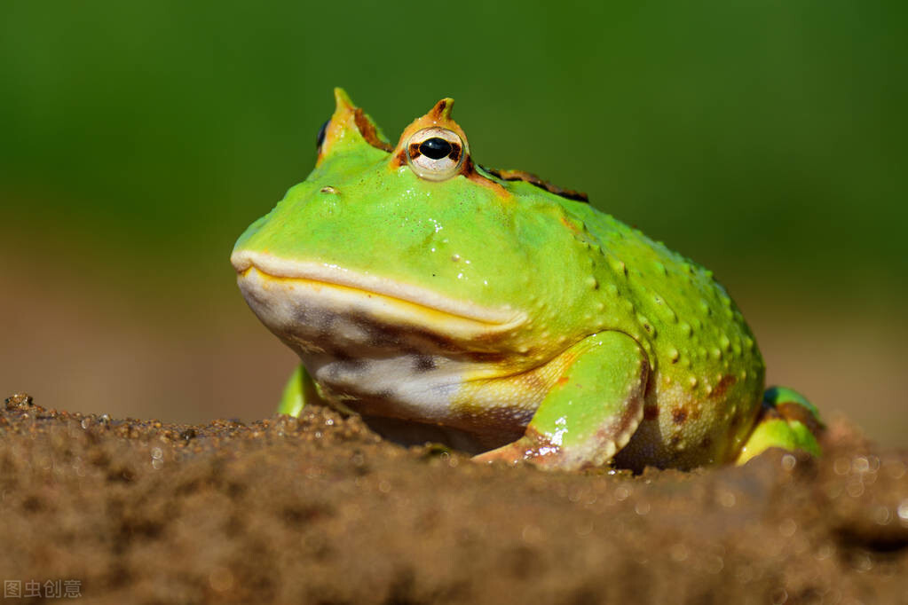 角蛙怎么分公母（市面上主流的角蛙一次弄清楚）
