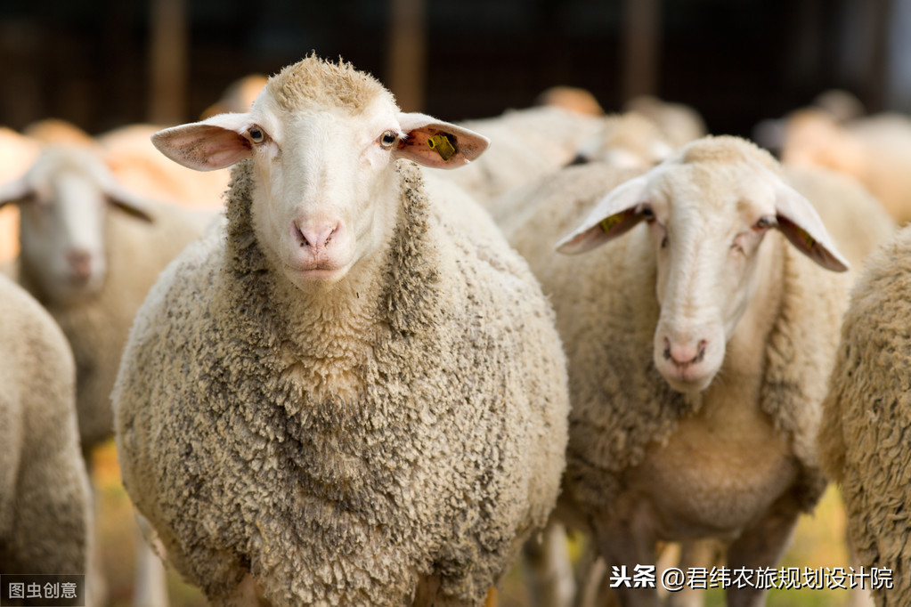 怎样养殖山羊？养一百只羊一年的利润有多大？