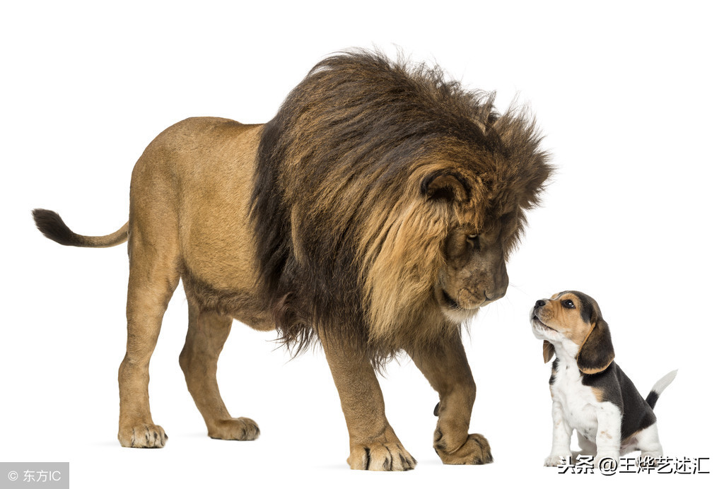 王烨:狮子和狗的故事到底告诉了我们什么?