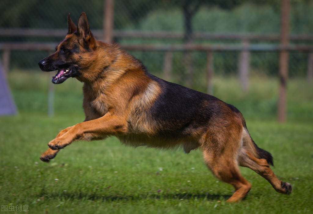 警犬拉拉讀後感200字(警犬拉拉讀後感500字) _晶羽文學網