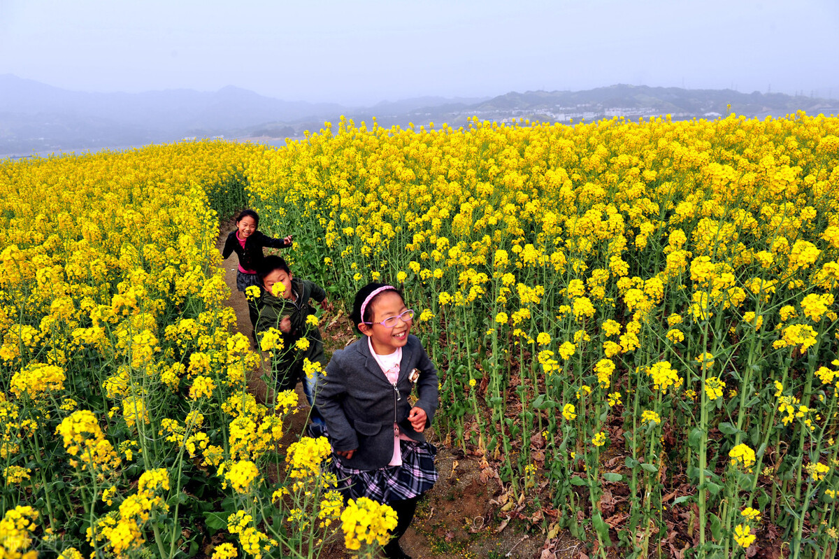 油菜花什么时候开？1-7月份都能欣赏，油菜花蜜由此而来