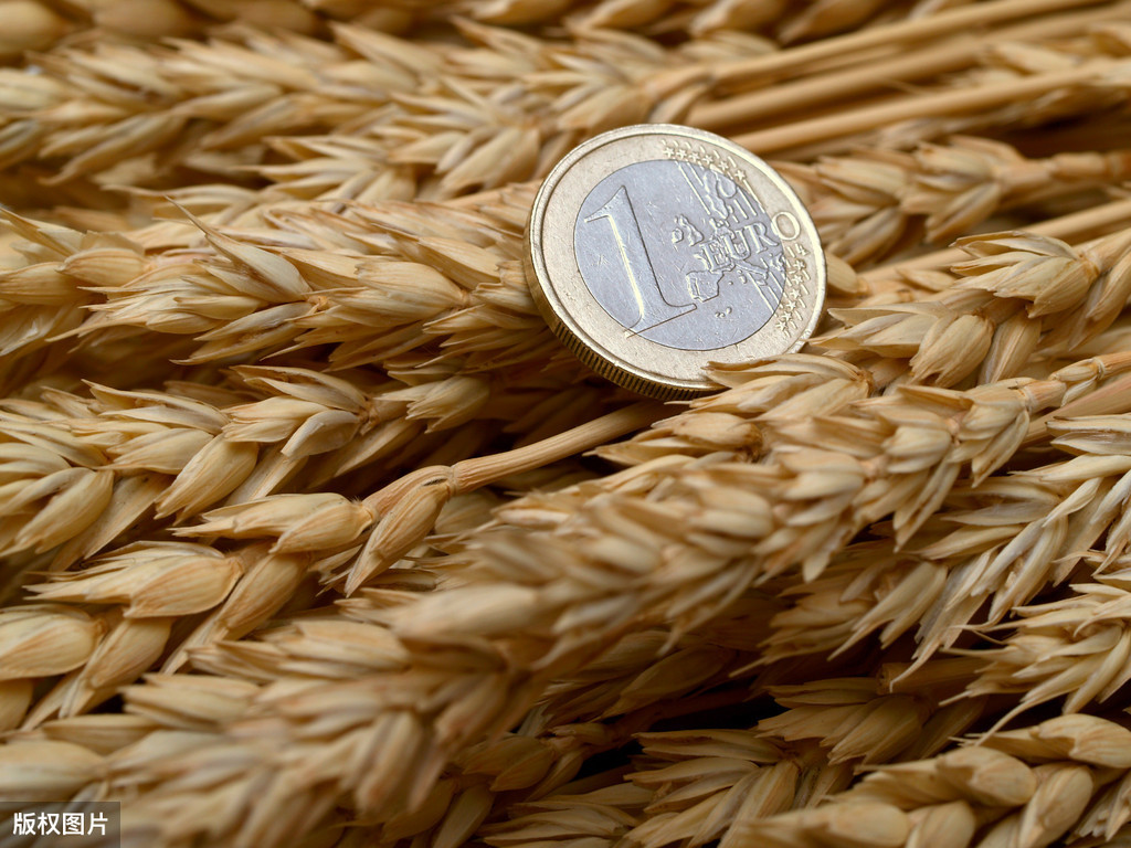 现在小麦多少钱一斤？2020下半年小麦价格最新行情如何？答案来了