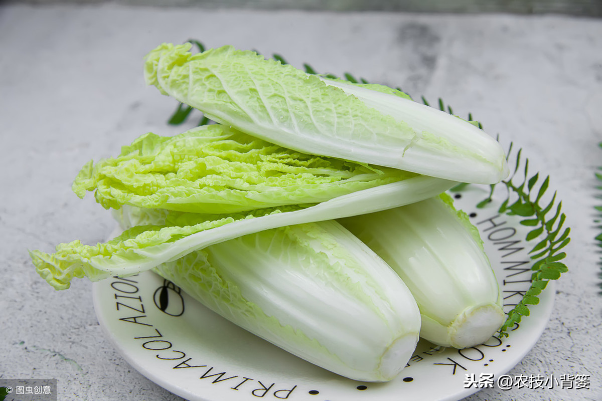 娃娃菜和白菜的区别（图文讲解二者的区别）