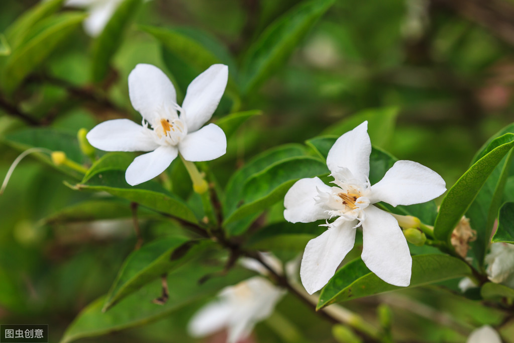 栀子花开，我心悠悠已足够