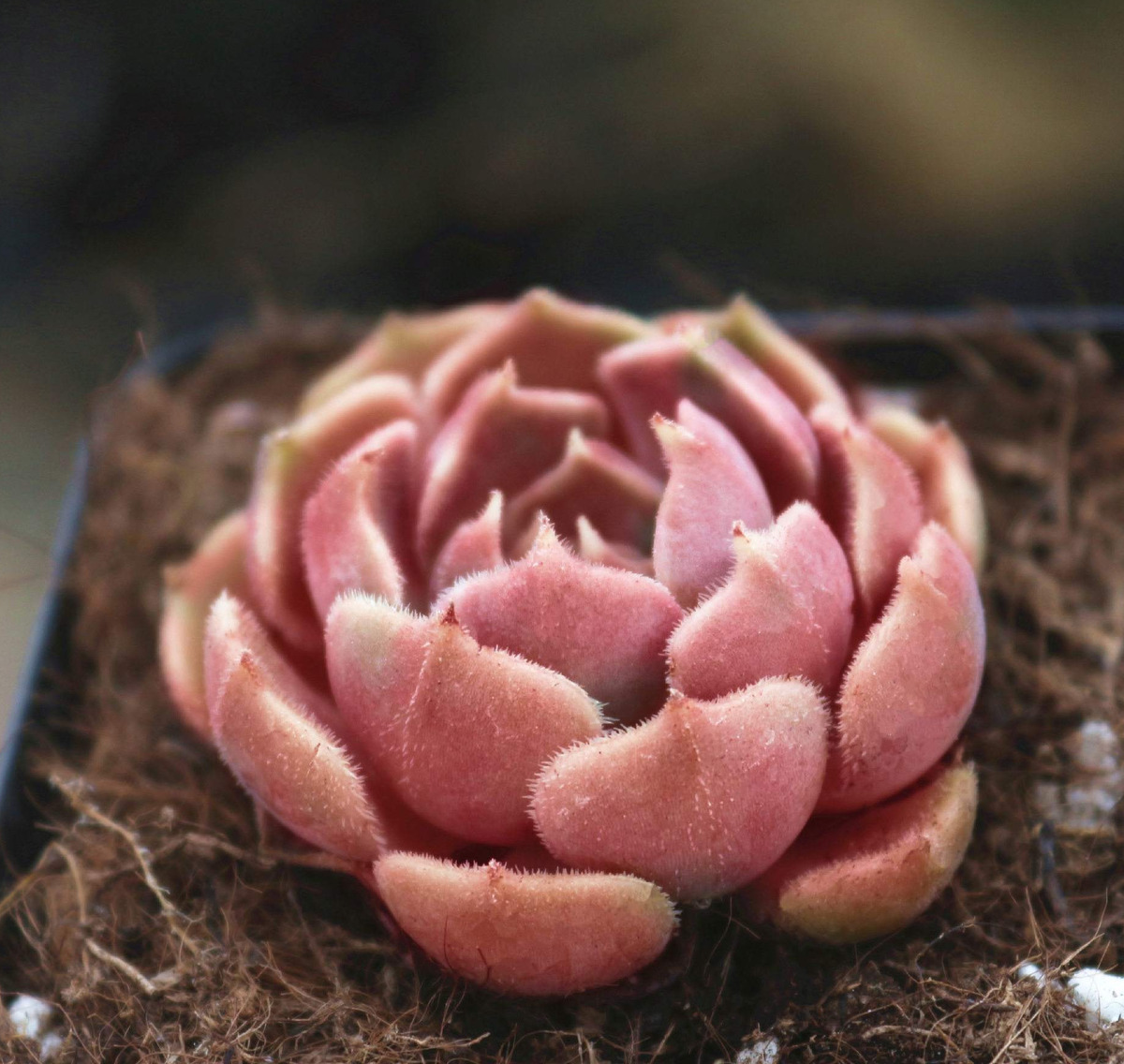 05.棕玫瑰 echeveria brown rose