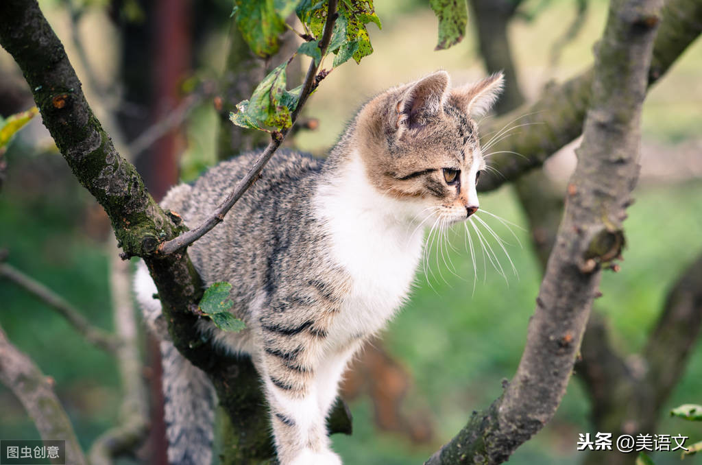 我是游客猫