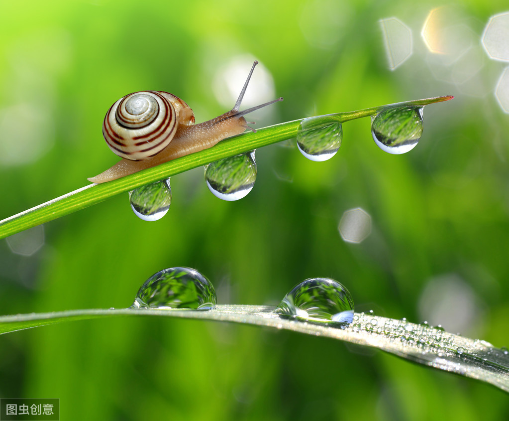 蜗牛雨中撑伞图片图片