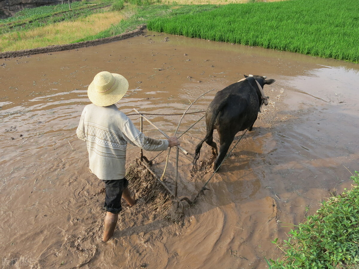 明年辛丑年，农村俗语“牛年无春，饿断人筋”，为啥有人说不对？