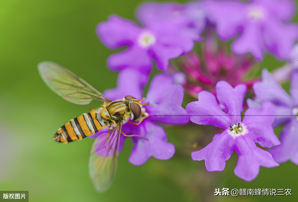 你知道那些蜜蜂的知识 你知道那些蜜蜂的知识吗