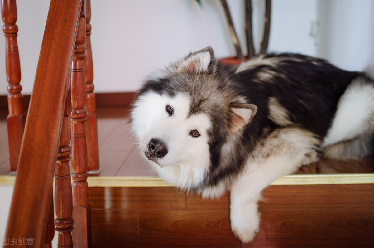 最温顺的6种中大型犬，超适合陪伴孩子一起长大
