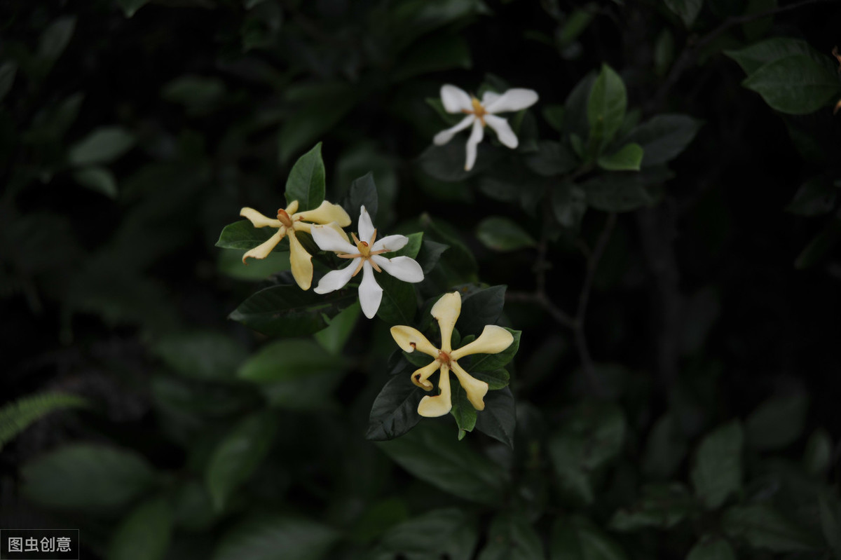 栀子花开，我心悠悠已足够