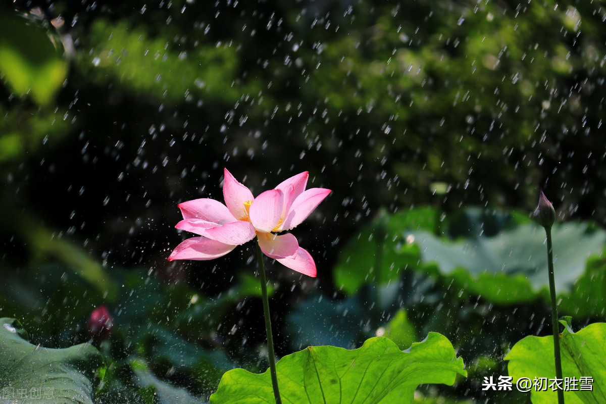 夏雨美诗十首：雨过河源隔座看，青玉盘中泻水银