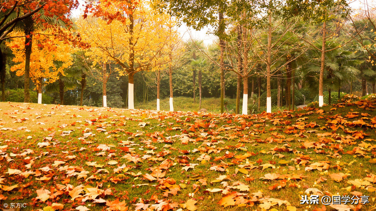 100首秋天的诗，所有的秋景秋绪都在这里