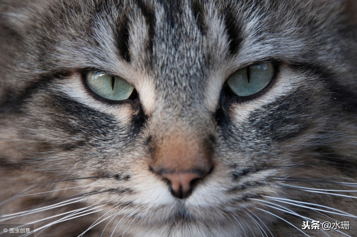 猫总盯着一个地方或者突然炸毛，是因为有鬼吗？