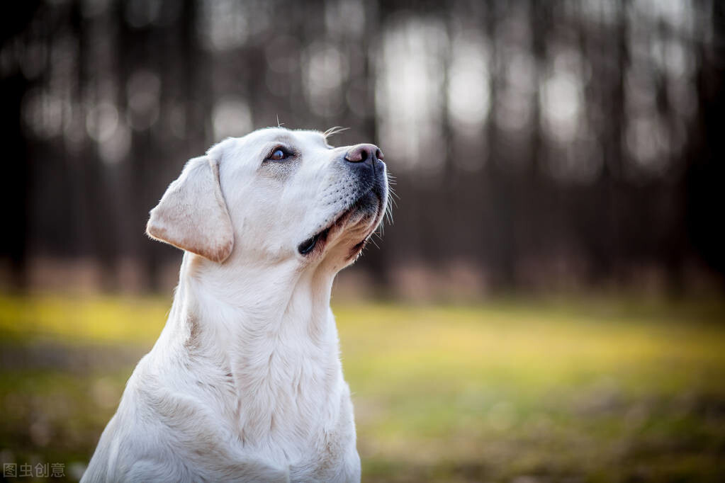 拉布拉多犬圖片