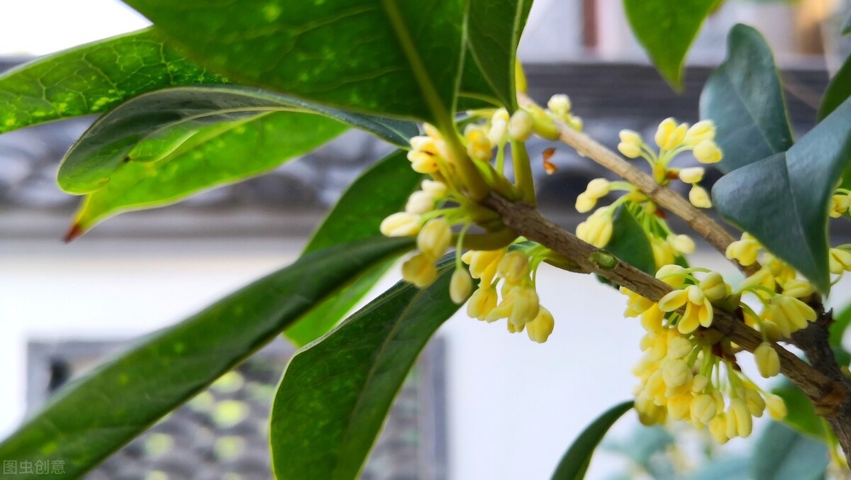 “桂花门前栽，贵人立门内”这4个地方不宜栽桂花树，看完明白了