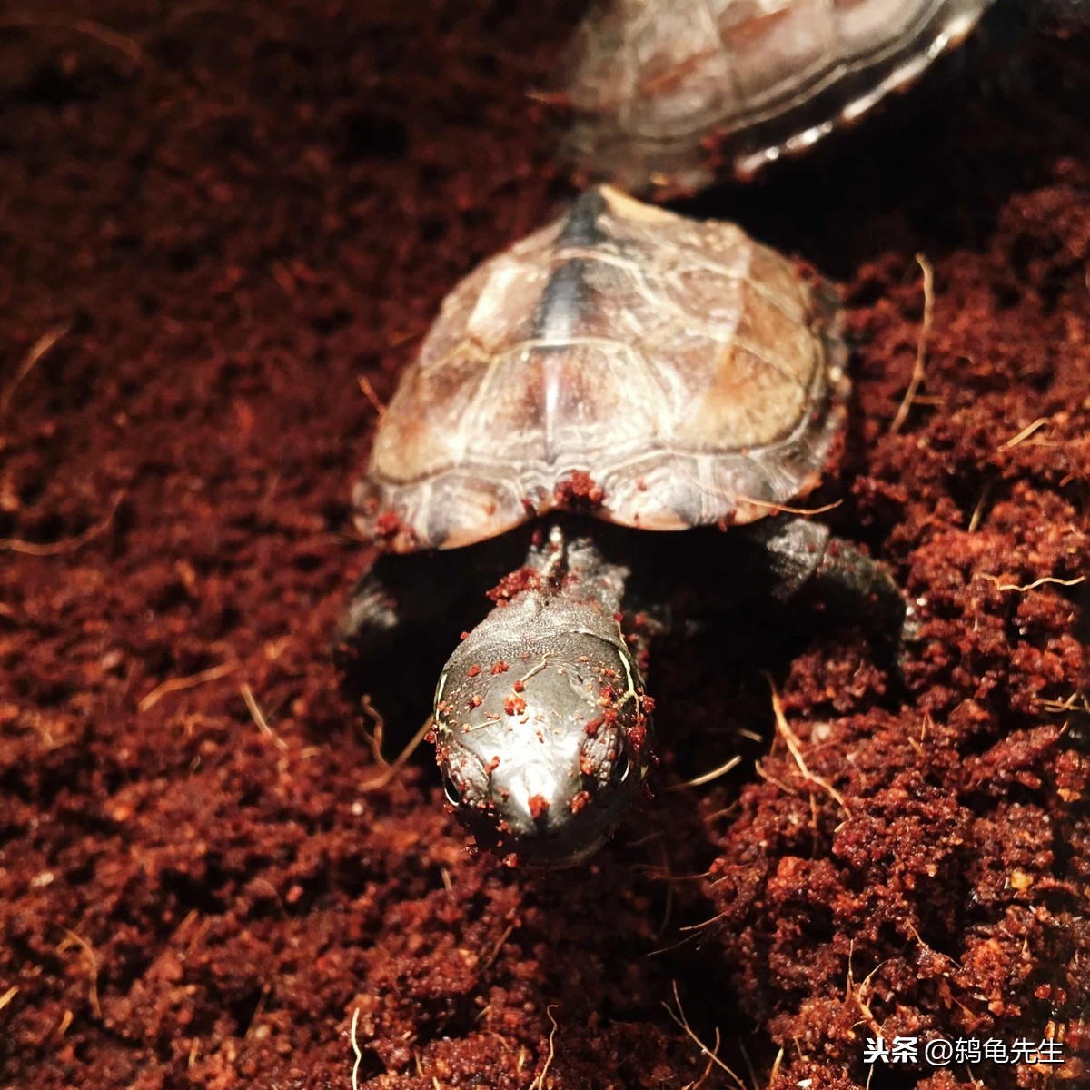 红耳龟冬眠图片
