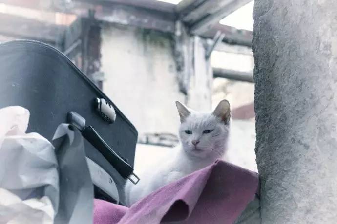 30款拉桿行李箱測試，無印良品、Hello Kitty太不結實了！