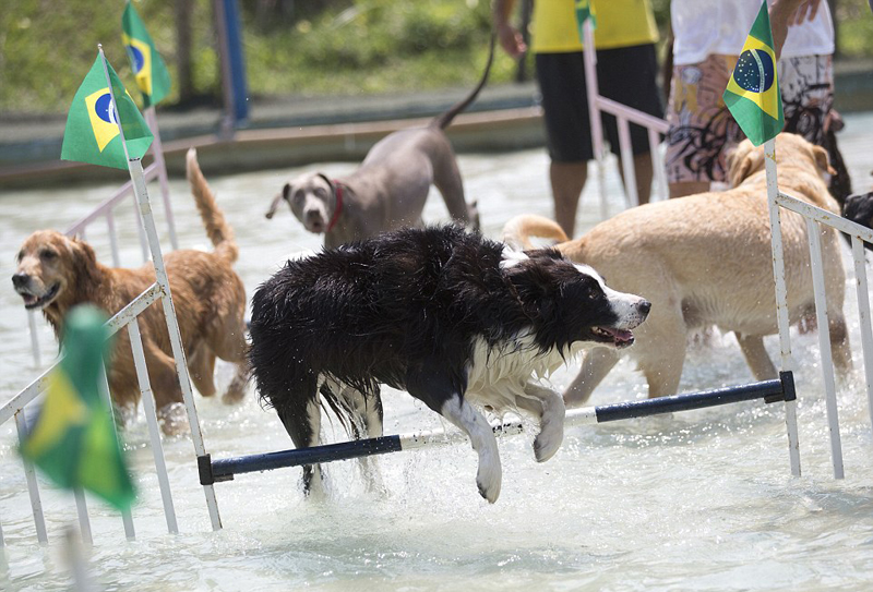 竞技犬多久融入奥运会(巴西办狗狗奥运会 奥运激情有增无减)