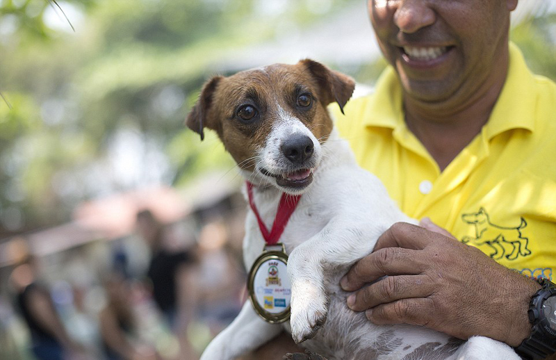 竞技犬多久融入奥运会(巴西办狗狗奥运会 奥运激情有增无减)