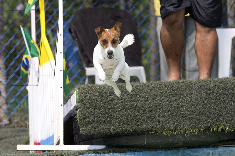 竞技犬多久融入奥运会(巴西办狗狗奥运会 奥运激情有增无减)