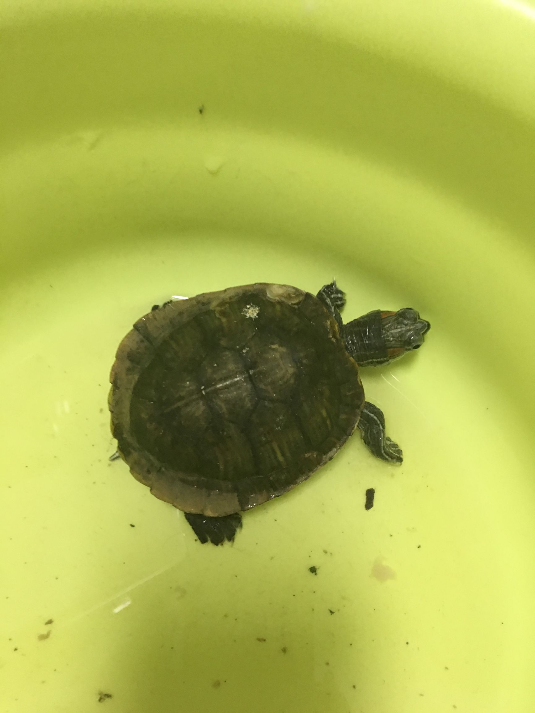 养了三年的小乌龟,放生两次居然不走,是有灵性?还是有感情?