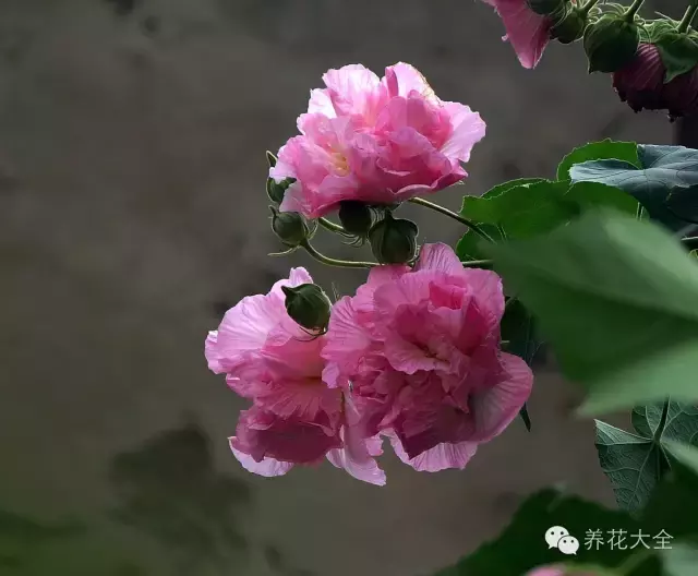 绝技｜人间绝色——木芙蓉！