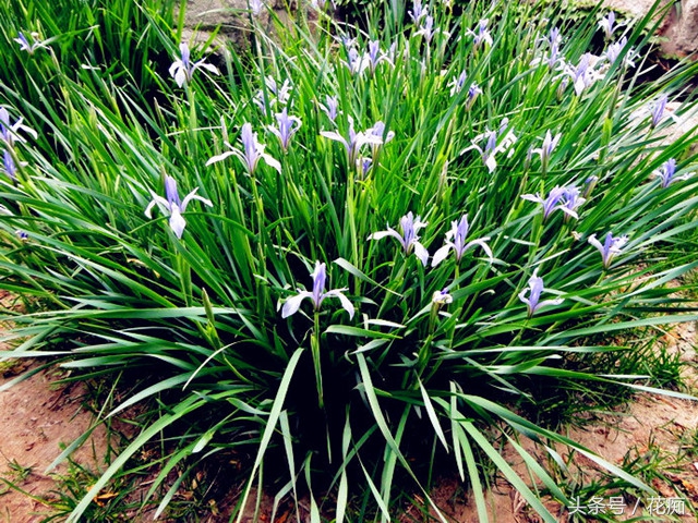 马兰花图片功效与作用-我的快乐小窝