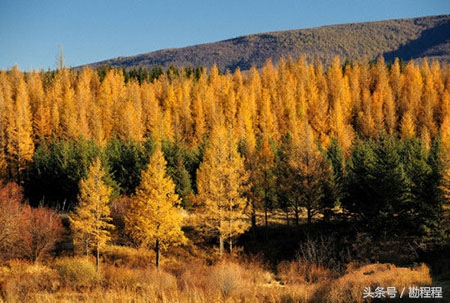 10月旅游推荐六,内蒙古大兴安岭:最美的落叶松故乡!