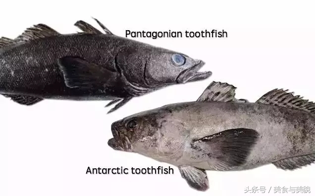 揭秘 海鮮中的李逵和李鬼們 之銀鳕魚 迄今最全最專業貼 天天看點