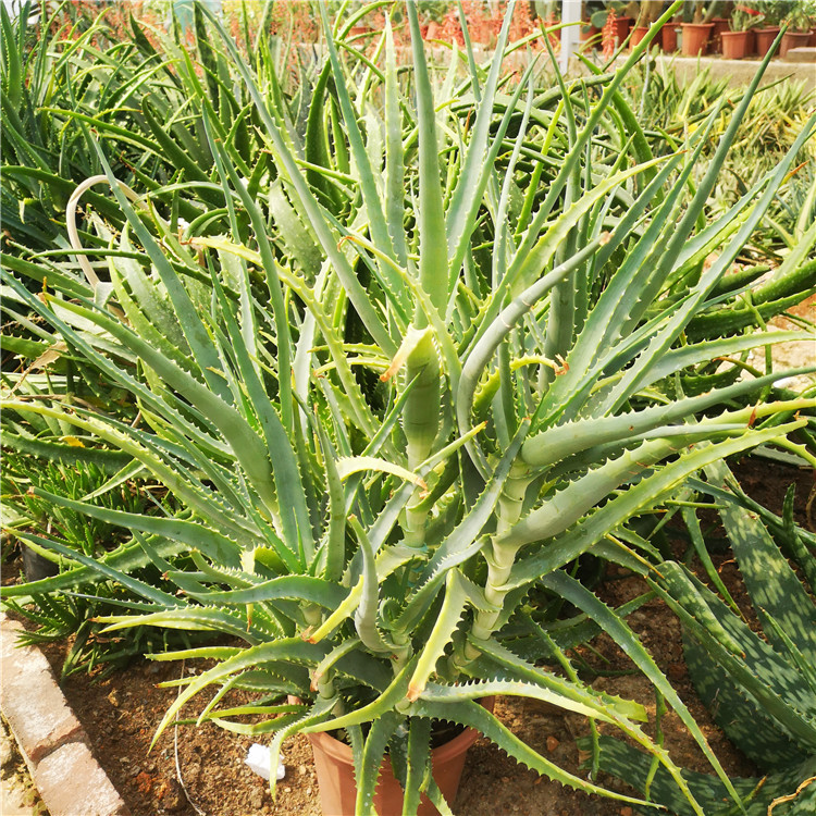 養盆大蘆薈,就像